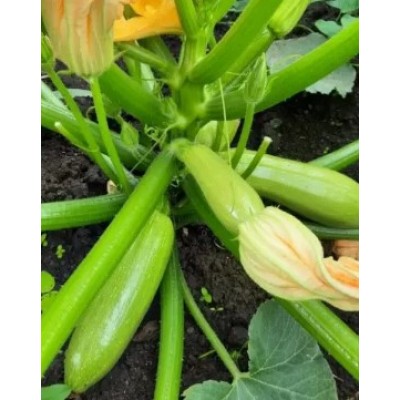 Мейтон F1 - семена кабачка, 1000сем., Libra Seeds